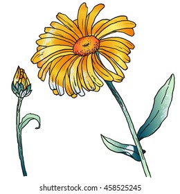 Hand drawn sketch of primula, primrose with flowers, buds, leaves. Vector format