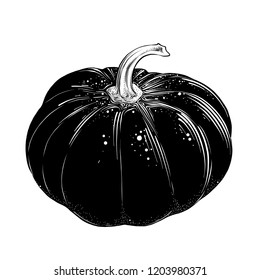 Hand drawn sketch of pumpkin in black isolated on white background. Detailed vintage style drawing, for posters, decoration and print.. Vector illustration