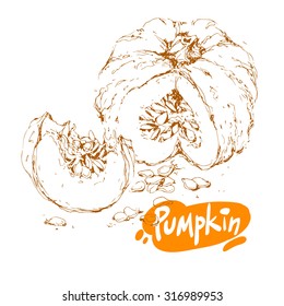 Hand drawn sketch of pumpkin isolated on white background. Vector vintage line art illustration of vegetable. Decorative element for your food and natural product  design.
