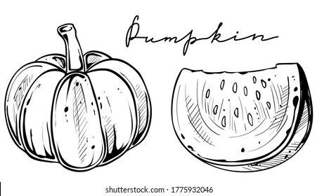 Hand drawn sketch pumpkin, vector