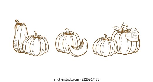Hand drawn sketch pumpkin.Set of pumpkin. Vector illustration isolated on white background.