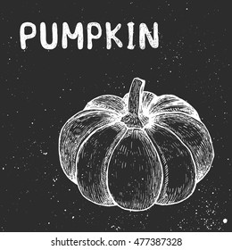 Hand drawn sketch of pumpkin. Vector object.