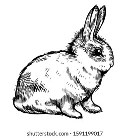 Hand Drawn Sketch Rabbit for Design, Website, Background, Banner. Ink cute hare. Natural farm. Easter Bunny