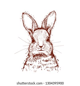 Hand Drawn Sketch Rabbit. Wild Rabbit, Vintage Hare Or Bunny Drawing. Natural Farm, Portrait Of Rabbit