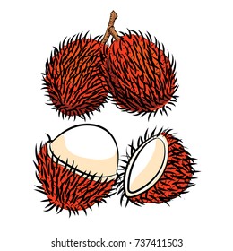 Hand Drawn Sketch Rambutan Isolated Black Stock Vector (Royalty Free ...