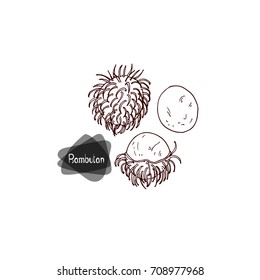 Hand drawn sketch rambutan set on white background. Vector illustration.