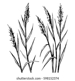 Hand drawn sketch of the reed isolated on white background. All branches are divided.  Grass stock vector illustration.