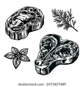 Hand drawn sketch of Rib eye and T-bone steak and herbs on white isolated background. Steak house, meat restaurant. Vector illustration in eps 10. Design element for menu, recipe, market and cookbook 