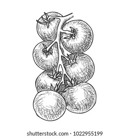 Hand drawn sketch of ripe cherry tomatoes on branch.