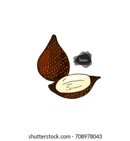 Hand drawn sketch ripe and half peeled salak on white background. Snake fruit. Color illustration.
