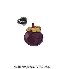 Hand drawn sketch ripe mangosteen on white background. Color illustration. 