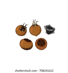 Hand drawn sketch ripe medlars on white background. Germanic (common) medlar set. Color illustration.