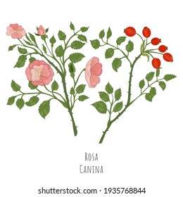 Esbozo de la mano dibujado de Rosa canina, rosa del perro con color. La vibrante planta de rosa de perro aislada de fondo blanco. Ideal para Revista, Libro de Recetas, Afiche, Tarjetas, Portada de Menú, cualquier Publicidad.