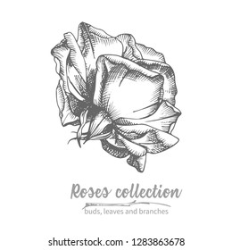 Hand drawn sketch of rose, single bud Detailed vintage botanical illuatration. Floral black silhouette isollated on white background Creative graphic art in engraving style Vector