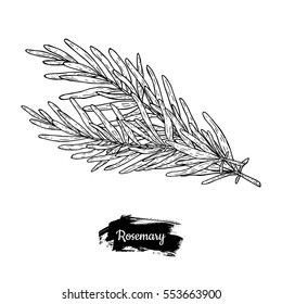 Hand drawn sketch rosemary.  Herbs and Spices. Vector vintage illustration. Menu design element.