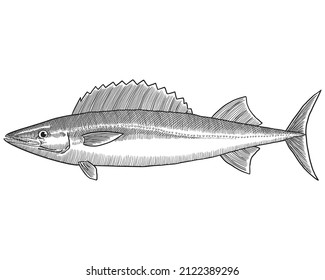 Hand Drawn Sketch Of Roufi Escolar Fish. Engraving Vector Illustration