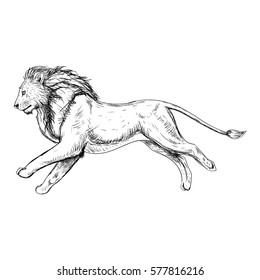 Hand drawn sketch of running lion. Retro realistic isolated animal. Vintage style. Doodle line graphic design. Black and white drawing mammal. Vector illustration.