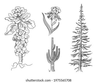 Hand drawn sketch of saguaro, iris, fir tree and Brussels sprout