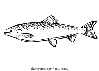 Hand drawn Sketch Salmon fish. Seafood design elements. Seafood / fish menu. Ink illustration. engraving fish isolated on white background