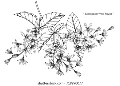 Hand drawn and sketch Sandpaper vine flower. Black and white with line art illustration.