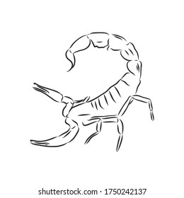 Hand drawn sketch of scorpion. Retro realistic animal isolated. Vintage tattoo. Doodle line graphic design. Scorpion, vector sketch illustration