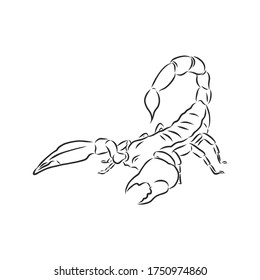 Hand drawn sketch of scorpion. Retro realistic animal isolated. Vintage tattoo. Doodle line graphic design. Scorpion, vector sketch illustration