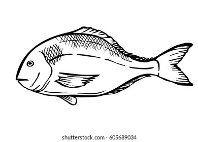 Hand drawn Sketch  Sea Dorado fish. Ink engraved illustration