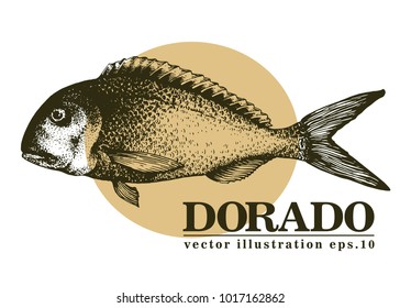 Hand drawn sketch seafood vector vintage illustration of dorado fish. Can be use for menu or packaging design. Engraved style. Retro illustration.