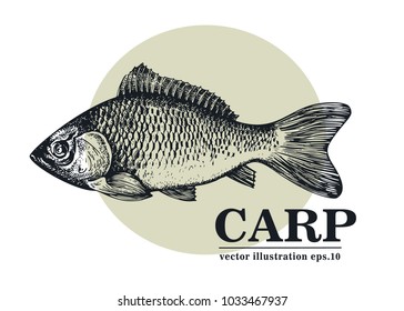 Hand drawn sketch seafood vector vintage illustration of carp fish. Can be use for menu or packaging design. Engraved style. Retro illustration.