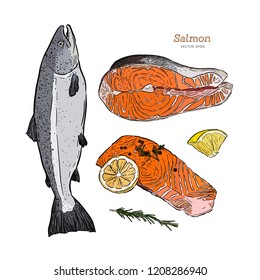 Hand drawn sketch seafood vector vintage illustration 