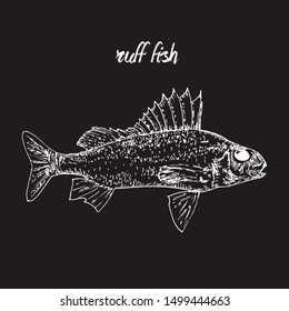 Hand drawn sketch seafood vector black and white vintage illustration of ruff fish. Isolated object on black cholk background. Menu design