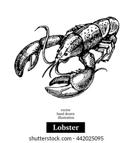 Hand drawn sketch seafood vector black and white vintage illustration of lobster. Isolated object on white background. Menu design