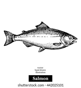 Hand drawn sketch seafood vector black and white vintage illustration of salmon fish. Isolated object on white background. Menu design