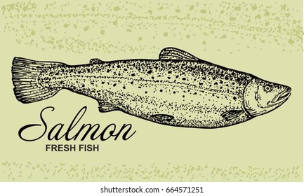 Hand drawn sketch seafood vector  vintage illustration of salmon fish. Menu design