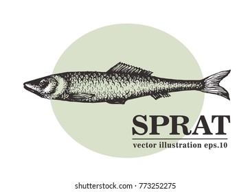 Hand drawn sketch seafood vector vintage illustration of sprat fish. Can be use for menu or packaging design. Engraved style. Retro illustration.
