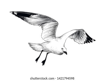 Hand drawn sketch of seagull in black color. Isolated on white background. Drawing for posters, decoration and print. Vector illustration