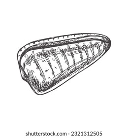 Hand drawn sketch of seashell, clam, conch, whelk. Scallop sea shell, sketch style vector illustration isolated on white background.	 