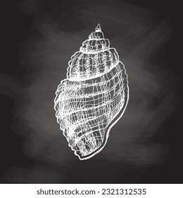 Hand drawn sketch of seashell, clam, conch. Scallop sea shell, sketch style vector illustration isolated on chalkboard background.	
