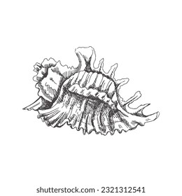 Esbozo dibujado a mano de conchas marinas, almejas, conchas. Cubierta marina de vieiras, ilustración vectorial de estilo boceto aislada en fondo blanco.	