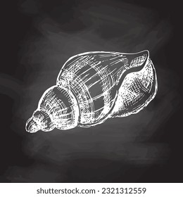 Hand drawn sketch of seashell, clam, conch. Scallop sea shell, sketch style vector illustration isolated on chalkboard background.	