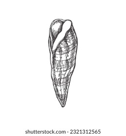 Hand drawn sketch of seashell, clam, conch, whelk. Scallop sea shell, sketch style vector illustration isolated on white background.	 
