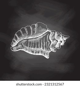 Hand drawn sketch of seashell, clam, conch. Scallop sea shell, sketch style vector illustration isolated on chalkboard background.	
