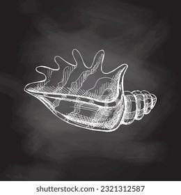 Esbozo dibujado a mano de conchas marinas, almejas, conchas. Cubierta marina de vieiras, ilustración vectorial de estilo boceto aislada en el fondo de la pizarra.	