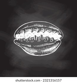 Hand drawn sketch of seashell, clam, conch. Scallop sea shell, sketch style vector illustration isolated on chalkboard background.	