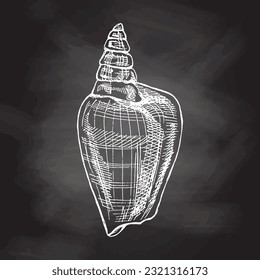 Hand drawn sketch of seashell, clam, conch. Scallop sea shell, sketch style vector illustration isolated on chalkboard background.	