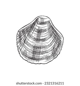 Hand drawn sketch of seashell, clam, conch. Scallop sea shell, sketch style vector illustration isolated on white background.	