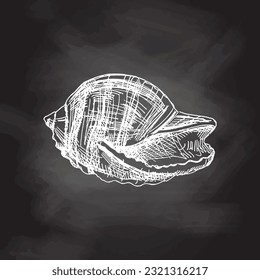 Hand drawn sketch of seashell, clam, conch. Scallop sea shell, sketch style vector illustration isolated on chalkboard background.	