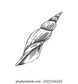 Hand drawn sketch of seashell, clam, conch. Scallop sea shell, sketch style vector illustration isolated on white background.	