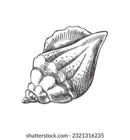 Esbozo dibujado a mano de conchas marinas, almejas, conchas. Cubierta marina de vieiras, ilustración vectorial de estilo boceto aislada en fondo blanco.	