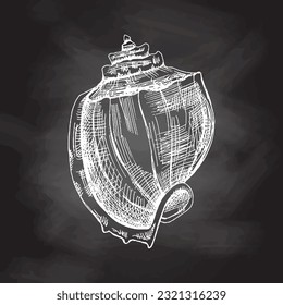 Hand drawn sketch of seashell, clam, conch. Scallop sea shell, sketch style vector illustration isolated on chalkboard background.	